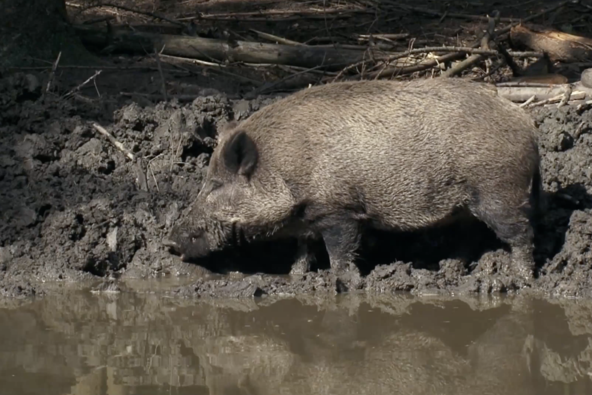 Feral Hogs vs. Farmers: The Damage Price Tag